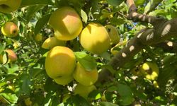 Elma hasadı çiftçilerin yüzünü güldürdü