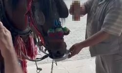 Düğünde fayton taşıyacak ata alkol içirdiler