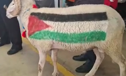 Kütahya'da Gazze için açık arttırmayla koç satıldı