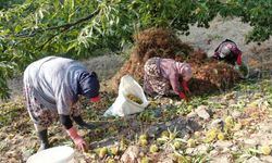 Kestane üretiminde hasat telaşı başladı