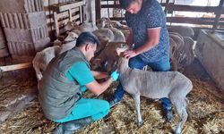 Simav'da veteriner hekimler hayvan sağlığı için harekete geçti