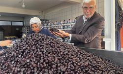 Sofralık zeytinlerin büyük bölümünü 2 şehir üretecek