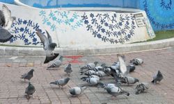 Güvercinler Sevgi Yolu’nu Şenlendirdi! Vatandaşlardan Büyük İlgi