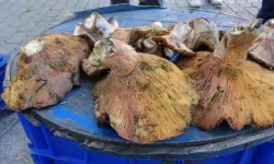 Kütahya’da kanlıca mantarı çoğaldı, fiyatlar düştü