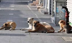 Kütahya’da Toplanan Sahipsiz Hayvan Sayısı Belli Oldu! İşte Resmî Rakam...