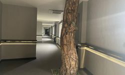 Kütahya’da Şaşırtan Manzara: Harlek Termal’in Kalbinden Ağaç Yükseliyor!