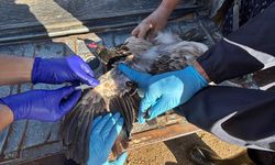 Kütahya’da Kuş Gribi Alarmı! Ekipler Köy Köy İncelemede