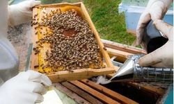 Emet’te arı üreticilerine destekleme müjdesi!