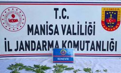 Bağ İçinde Kenevir Yetiştiren Şahıslara Operasyon