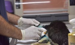 Can dostun hayatı kurtarıldı: Zor operasyon 2 saat sürdü