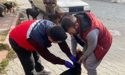Emet’te kedi ve köpeklere mikroçip uygulaması başladı