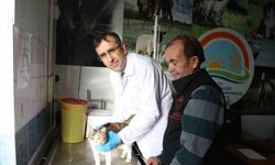 Hayvan Sahiplerine Çağrı: Mikroçip Takmayanlar Ceza Alabilir