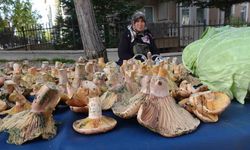 Kilosu 200 TL’ye kadar çıktı: Kütahya’da Melki bereketi