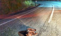 Kütahya’da doğanın sessiz çığlığı: Yavru ayı ölüsü bulundu