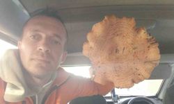 Kütahya’da Dev Mantar Görenleri Şoke Etti! Sülye Dağlarından Rekor Boyut