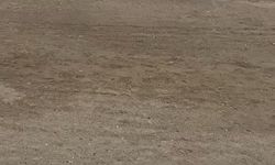 Sahilde Martı Operasyonu: Vatandaş Müdahale Etti!