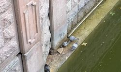 Sokakta sıra dışı anlar: Güvercinler farelerle yemek yedi