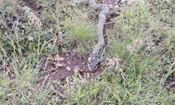 Yaylada Engerek Paniği: Vatandaşlar Tedirgin Oldu