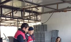 Zeytin Hırsızlığına Önlem: Ekipler Sahada Denetimde