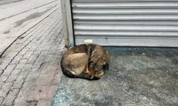 Kütahya’da Sokak Hayvanları İçin Zorlu Kış Başladı: Kaputa Vurun, Bir Can Kurtarın!