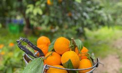 Lezzetiyle bilinen Havran mandalinasında hasat sürüyor