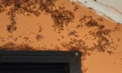 Kara sinekler köylüleri canından bezdirdi