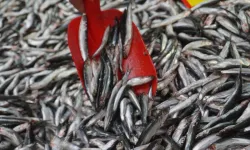 Kütahya'da Balık Tezgâhlarının Gözdesi Hamsi Oldu! Fiyatlar Uygun, Lezzet Zirvede