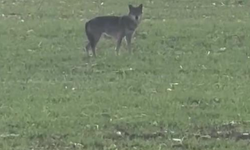 Kurtlar, köy merkezine indi