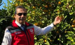 Vitamin deposu mandalina hasadı başladı