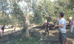 Makineli hasat zeytinde verimi büyütüyor, genç dalları koruyor