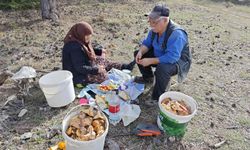 Kütahya'da yaşlı çift mantar mesaisiyle doğanın tadını çıkarıyor