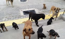 İlçelerdeki sahipsiz köpekler toplanıyor