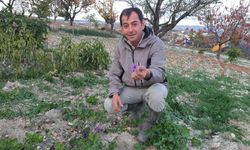 Çiftçi, soğanından safran çiçeği üretmeye başladı