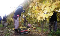 Dünyaca ünlü üzüm 20 liradan alıcı buluyor