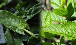 Kütahya Tarım’dan uyarı: Güzelavrat otunu ıspanakla karıştırmayın