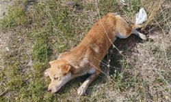 Yol kenarında bulunan ölü köpekler tüyler ürpertti