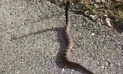 Kütahya'da zehirli yılanı eliyle yakaladı, ölümle dans etti: ''Delilik yaptım''