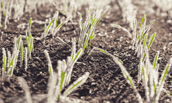 Kütahya’da Don Alarmı! Çiftçilere Acil Uyarı