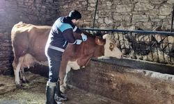 Şap ve Brucella’ya Karşı Harekât! Domaniç’te Veterinerler Sahada