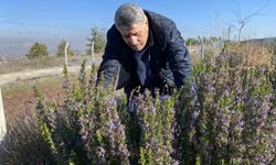 10 Yıllık Emek Sonuç Verdi: Biberiye Artık Eskişehir’de Yetişiyor