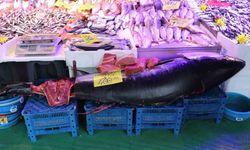 Dev orkinos tezgâhta ilgi odağı oldu: 280 kilo!