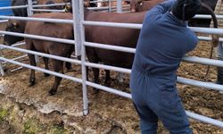Hayvancılıkta kritik adım: Kütahya’daki ithal düveler kontrolden geçti