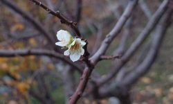 Kışın ortasında bahar sürprizi: İnatçı erik çiçek açtı