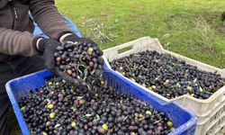 Orta Sakarya Vadisi’nde Zeytin Hasadında Final