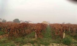 Sağanak Yağış Tarlalara Can Suyu Oldu