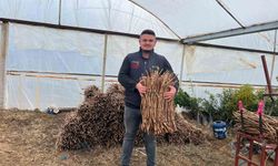 Sarıgöl’de Genç Girişimciler Sahada: 700 Bin Fidanla Ekonomiye Can