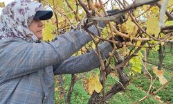 Sarıgöl’de Üzümde Sıfır İsraf: Dalda Kalanlar Pekmeze, Sirkeliğe Dönüşüyor!