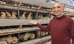 Simav’ın Kuşu Beldesi Günde 15 Bin Yumurta Üretiyor