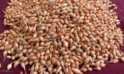 Soğan Üreticilerine Acil Dikim Uyarısı Yapıldı