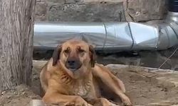 Sokak köpeğinin ezan tepkisi gündem oldu
